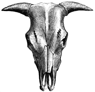 Head of an Ox